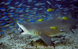 Shark Dive...Beqa Lagoon by Chris Miskavitch 